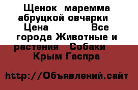 Щенок  маремма абруцкой овчарки › Цена ­ 50 000 - Все города Животные и растения » Собаки   . Крым,Гаспра